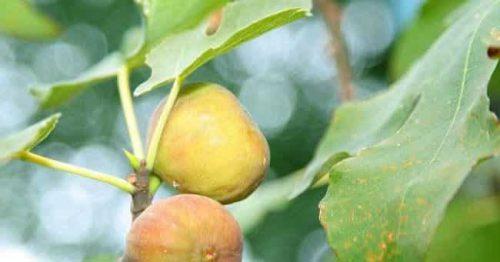 Ficus carica