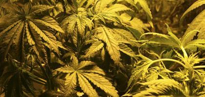 benefici della cannabis