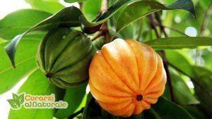 Prodotti naturali per dimagrire : Garcinia Cambogia