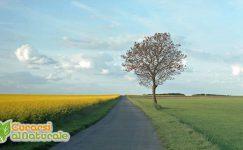 Celiachia sintomi rimedi e dita