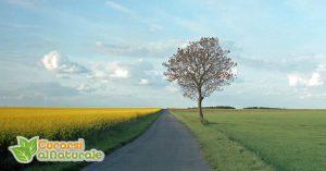 Celiachia sintomi rimedi e dita