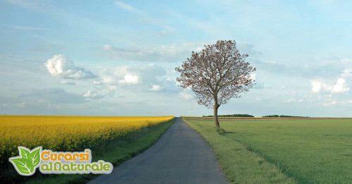 Celiachia rimedi Celiachia rimedi