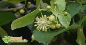 Fiore di tiglio