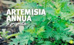 Artemisia annua