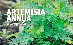 Artemisia annua
