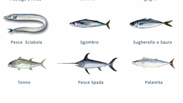 pesce azzurro elenco