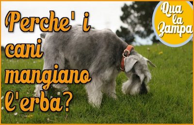 perché i cani mangiano l erba Cane mangia erba