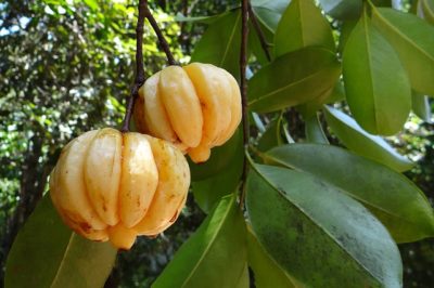 Integratori dimagranti di Garcinia Cambogia garcinia cambogia