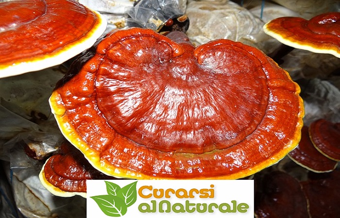 Reishi benefici e proprietà terapeutiche