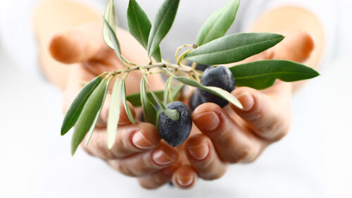 Foglie di olivo benefici