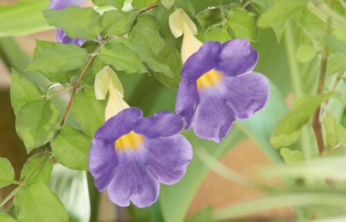 thunbergia alata coltivazione