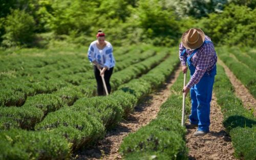 come coltivare la lavanda