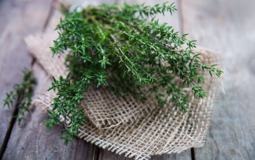 erba aromatica Timo erba aromatica Timo