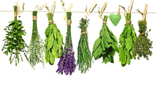 erbe aromatiche